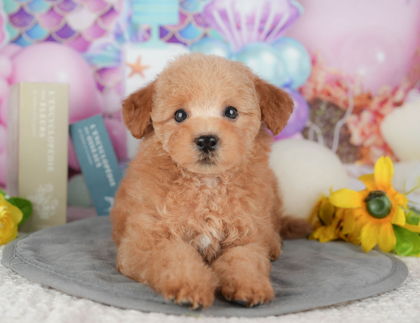 トイ・プードル | 女の子 | アプリコット | 2025年10月11日