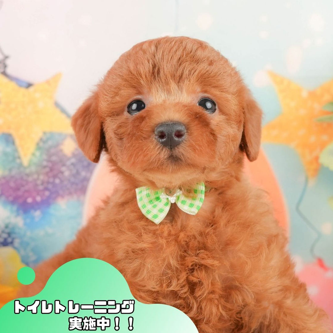 トイ・プードル | 女の子 | レッド | 2025年10月12日