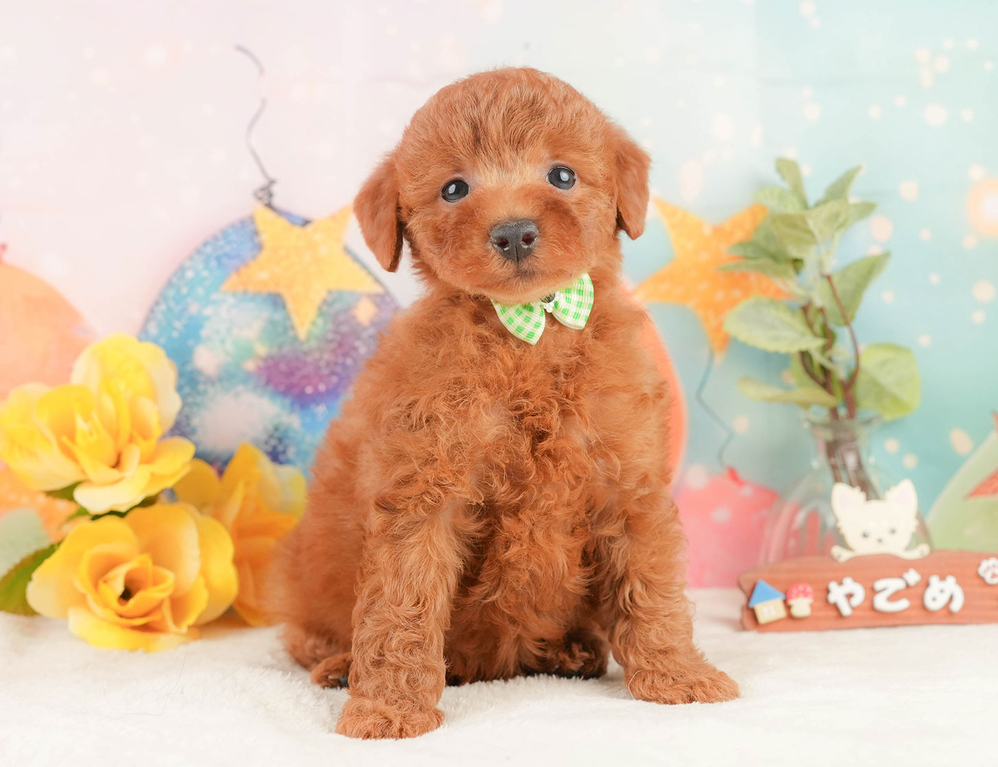 トイ・プードル | 女の子 | レッド | 2025年10月12日