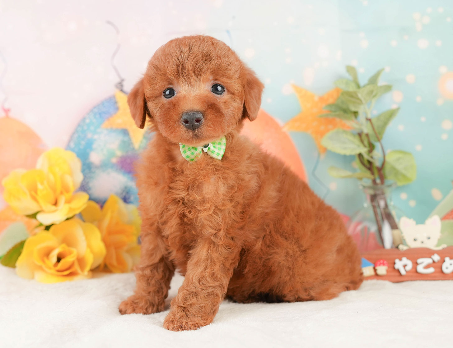 トイ・プードル | 女の子 | レッド | 2025年10月12日