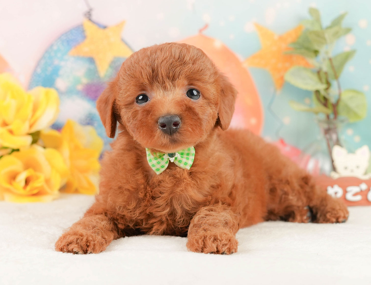 トイ・プードル | 女の子 | レッド | 2025年10月12日