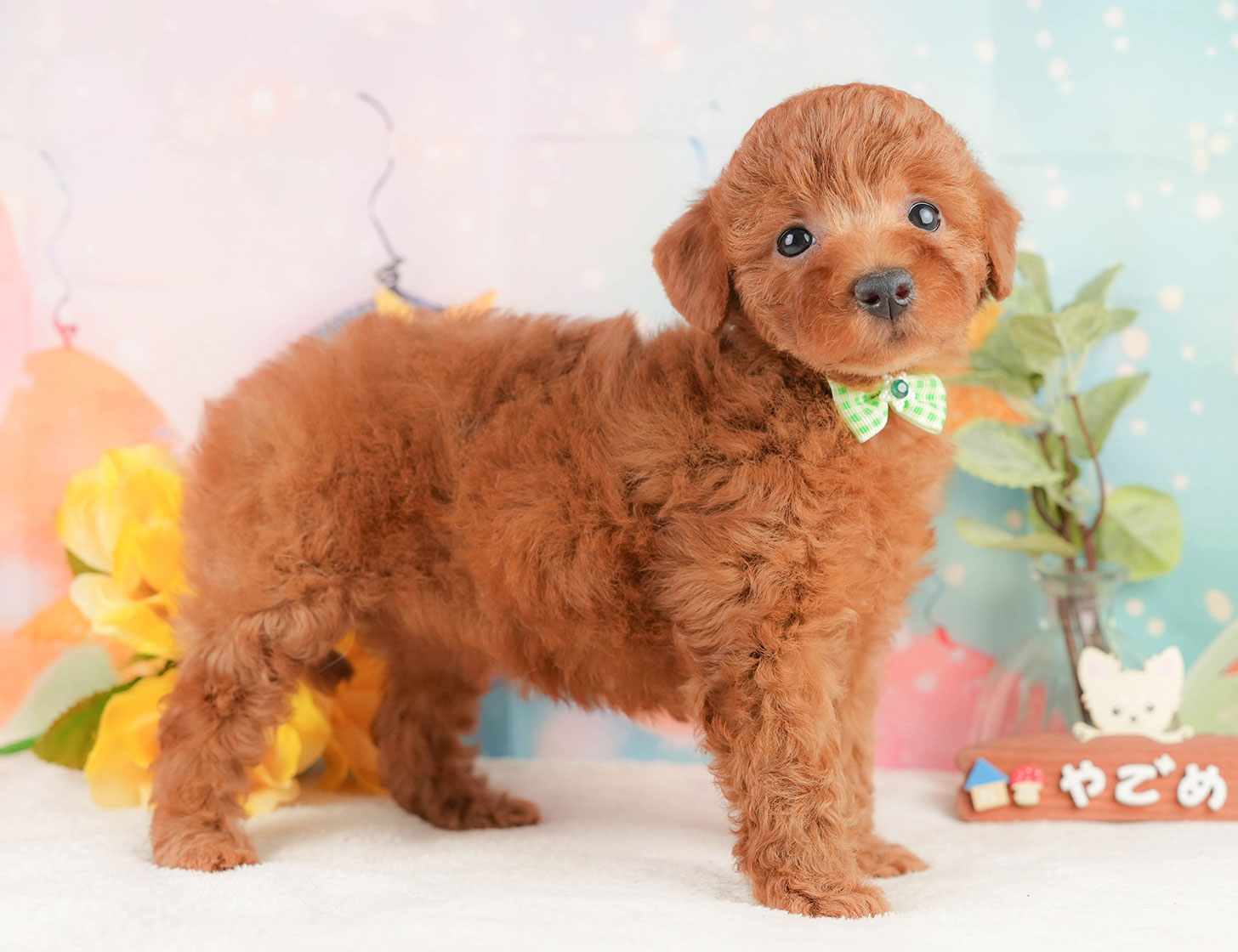 トイ・プードル | 女の子 | レッド | 2025年10月12日