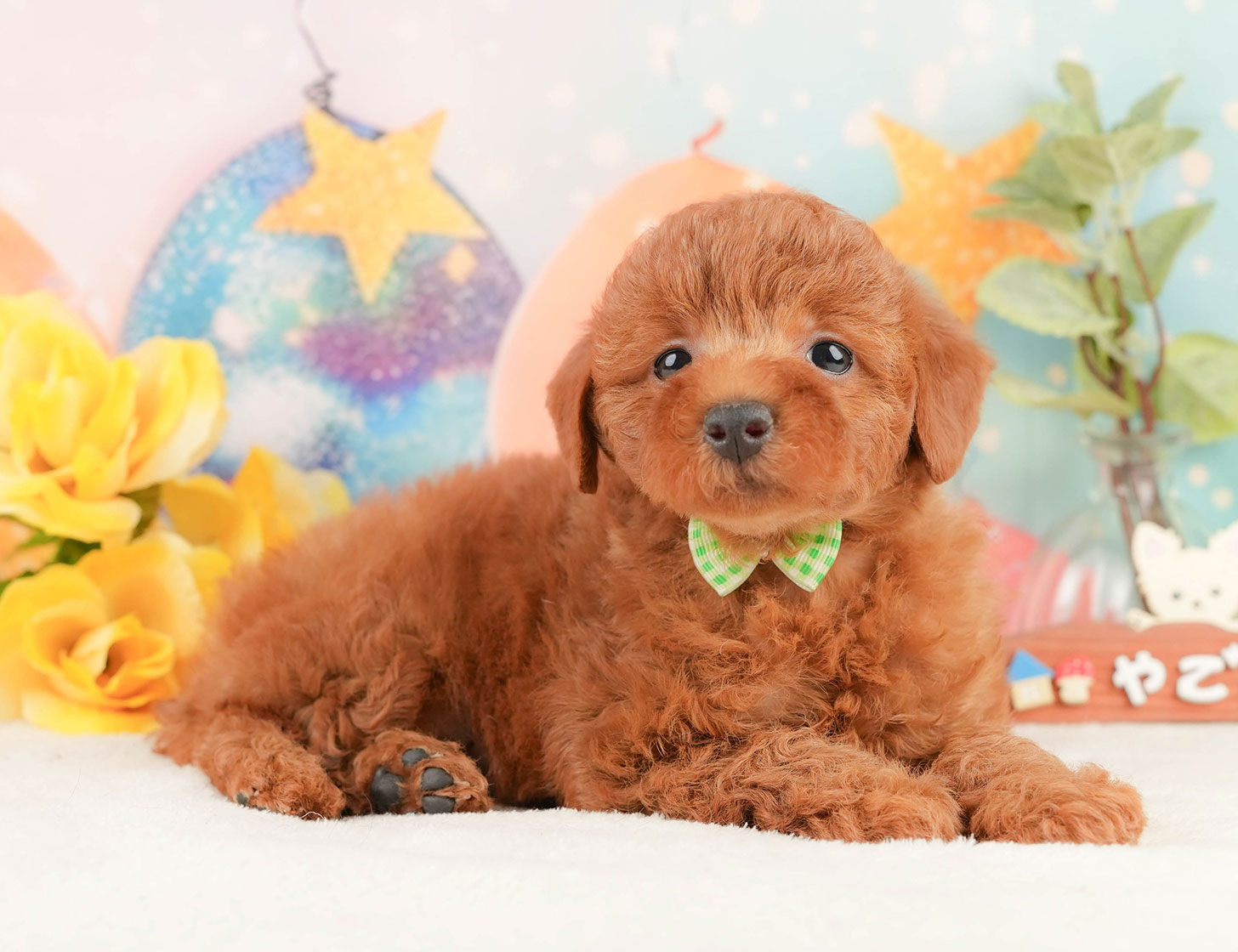 トイ・プードル | 女の子 | レッド | 2025年10月12日