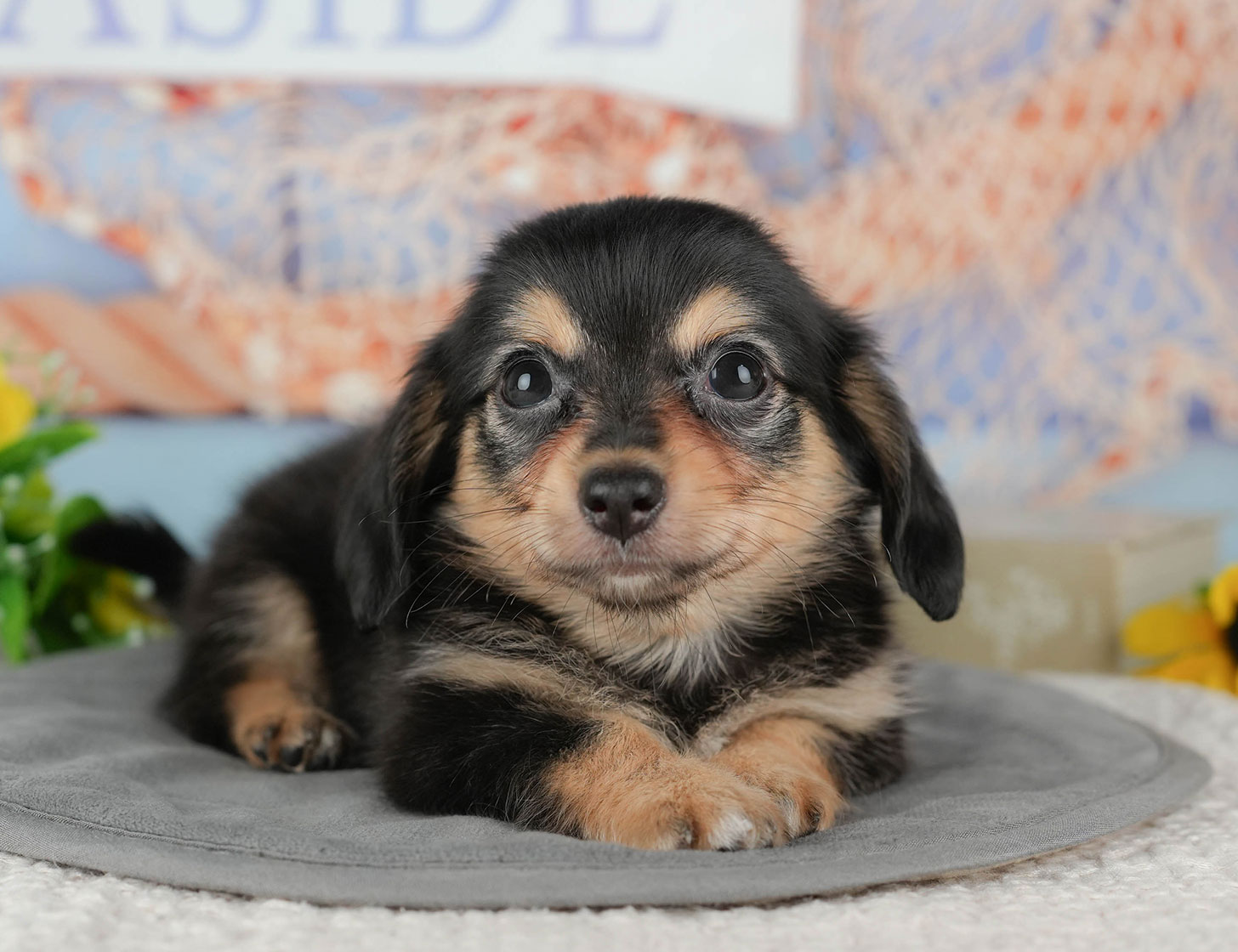 チワックス | 男の子 | ブラックタン&ホワイト | 2025年10月14日