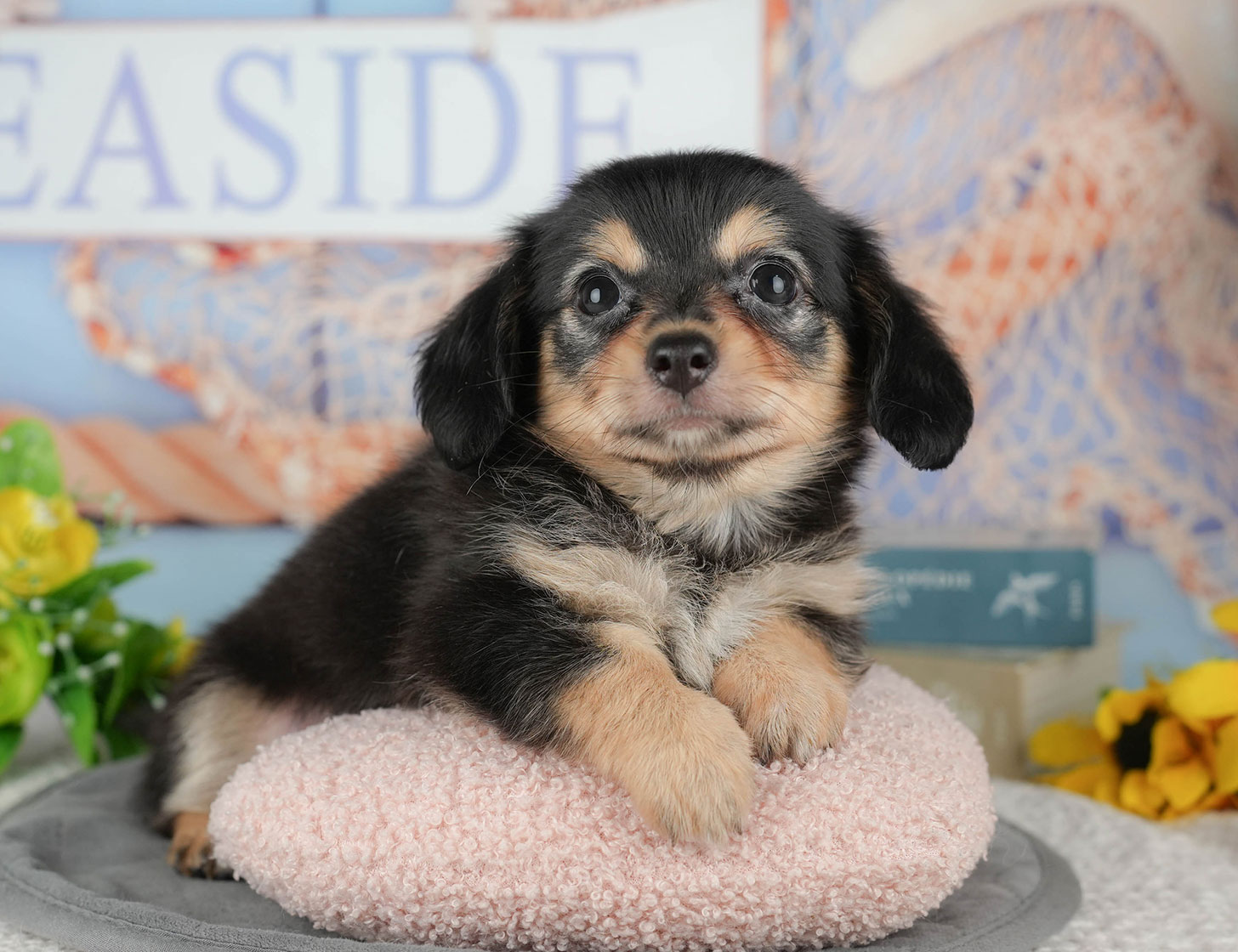 チワックス | 男の子 | ブラックタン&ホワイト | 2025年10月14日