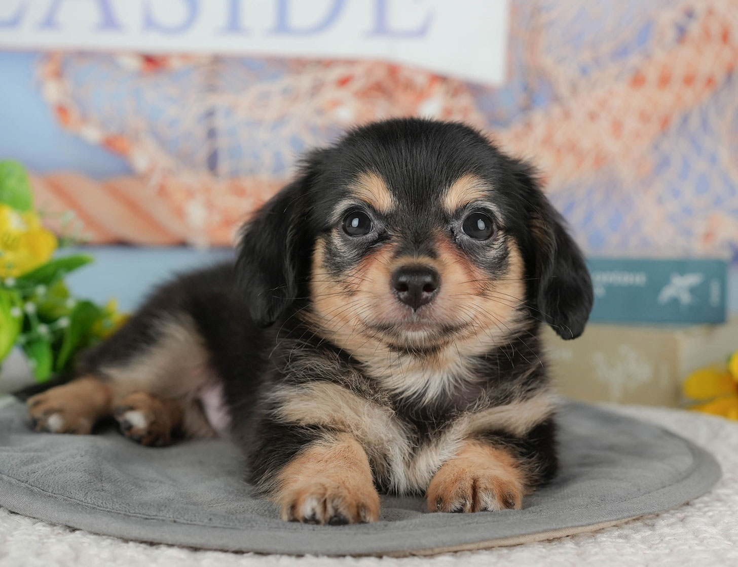 チワックス | 男の子 | ブラックタン&ホワイト | 2025年10月14日