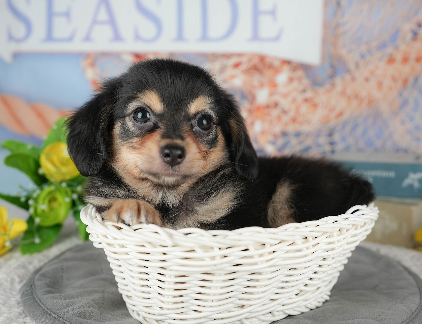 チワックス | 男の子 | ブラックタン&ホワイト | 2025年10月14日