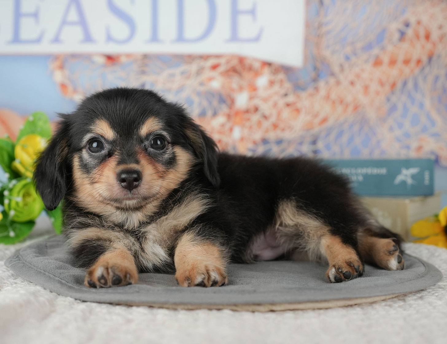 チワックス | 男の子 | ブラックタン&ホワイト | 2025年10月14日