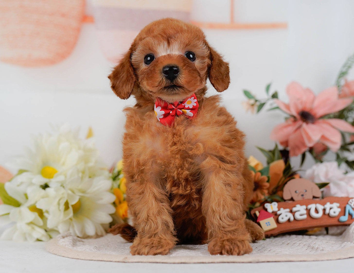 タイニー・プードル | 男の子 | レッド | 2025年10月17日
