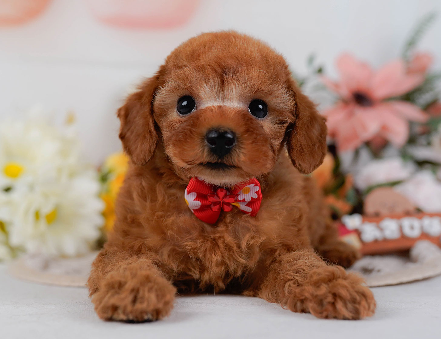 タイニー・プードル | 男の子 | レッド | 2025年10月17日
