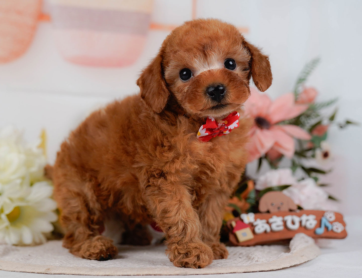 タイニー・プードル | 男の子 | レッド | 2025年10月17日