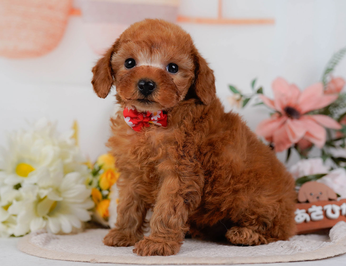 タイニー・プードル | 男の子 | レッド | 2025年10月17日