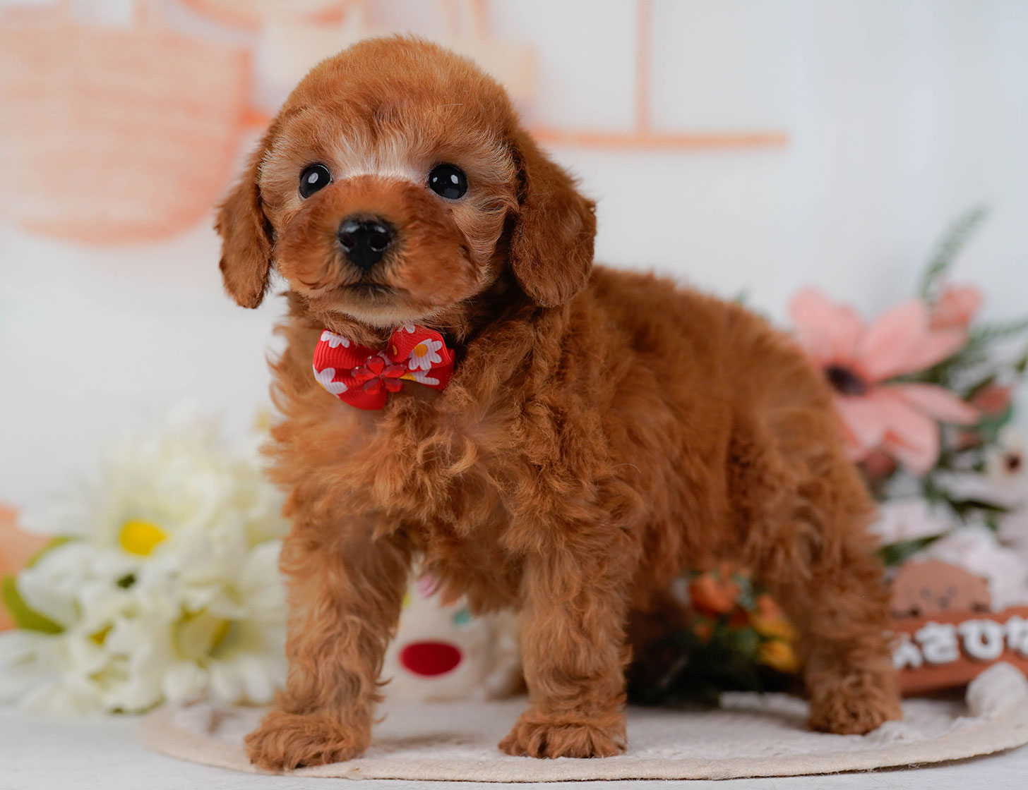 タイニー・プードル | 男の子 | レッド | 2025年10月17日