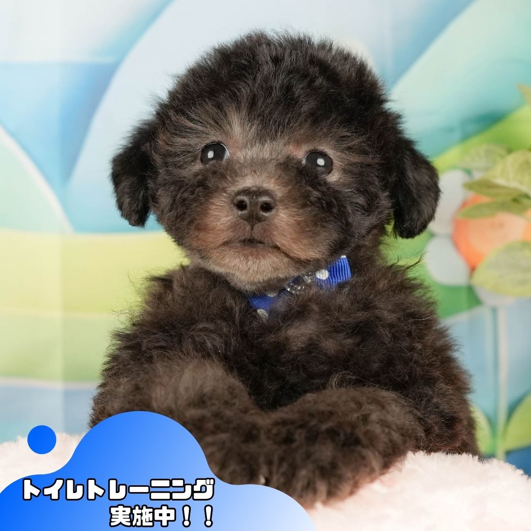 トイ・プードル | 男の子 | シルバー | 2025年10月17日