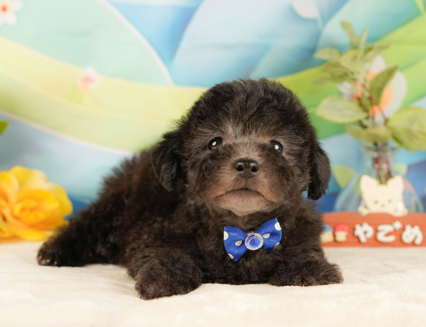 トイ・プードル | 男の子 | シルバー | 2025年10月17日