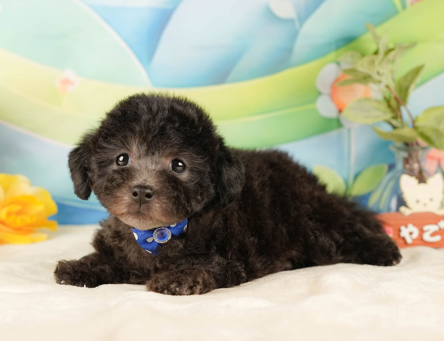 トイ・プードル | 男の子 | シルバー | 2025年10月17日