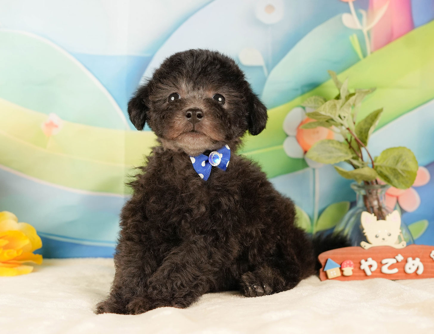 トイ・プードル | 男の子 | シルバー | 2025年10月17日