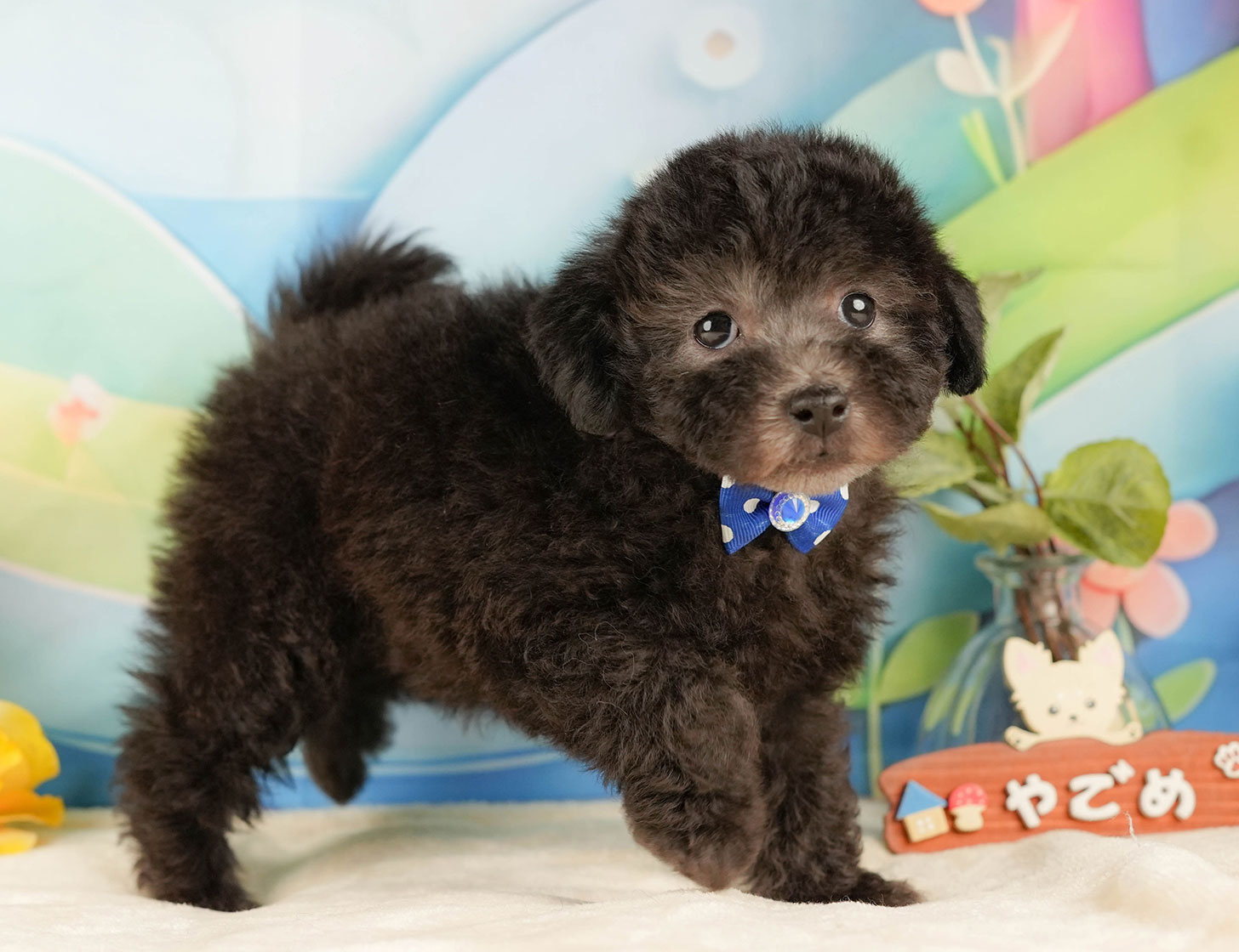 トイ・プードル | 男の子 | シルバー | 2025年10月17日