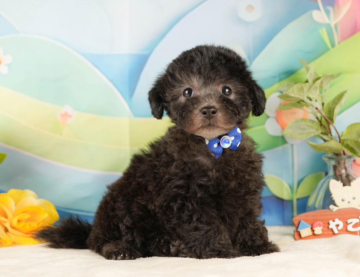 トイ・プードル | 男の子 | シルバー | 2025年10月17日