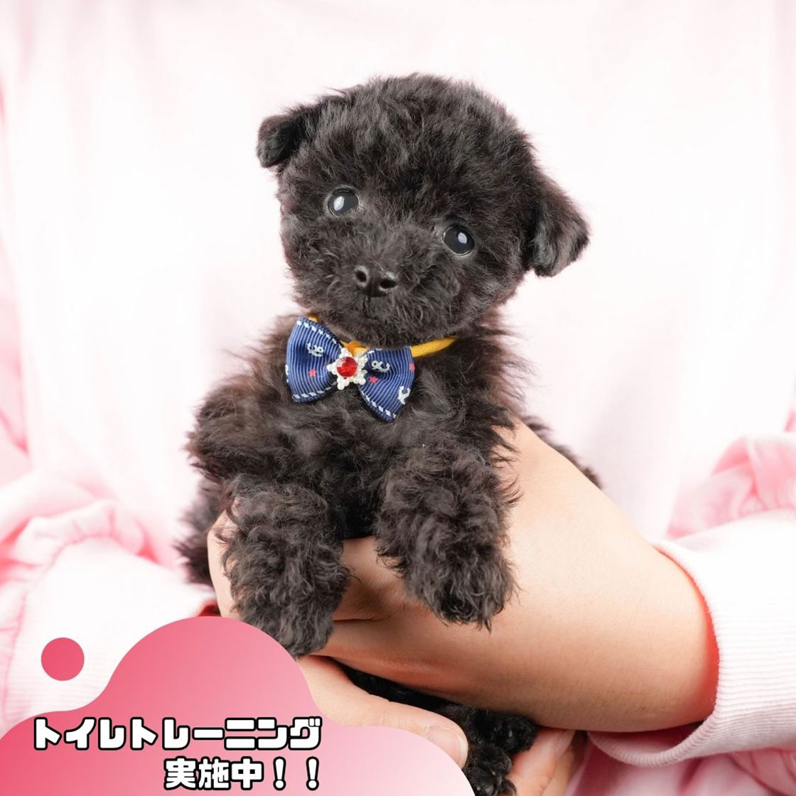 トイ・プードル | 男の子 | ブラック | 2025年10月17日