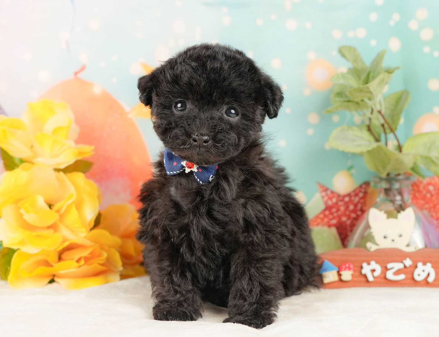 トイ・プードル | 男の子 | ブラック | 2025年10月17日