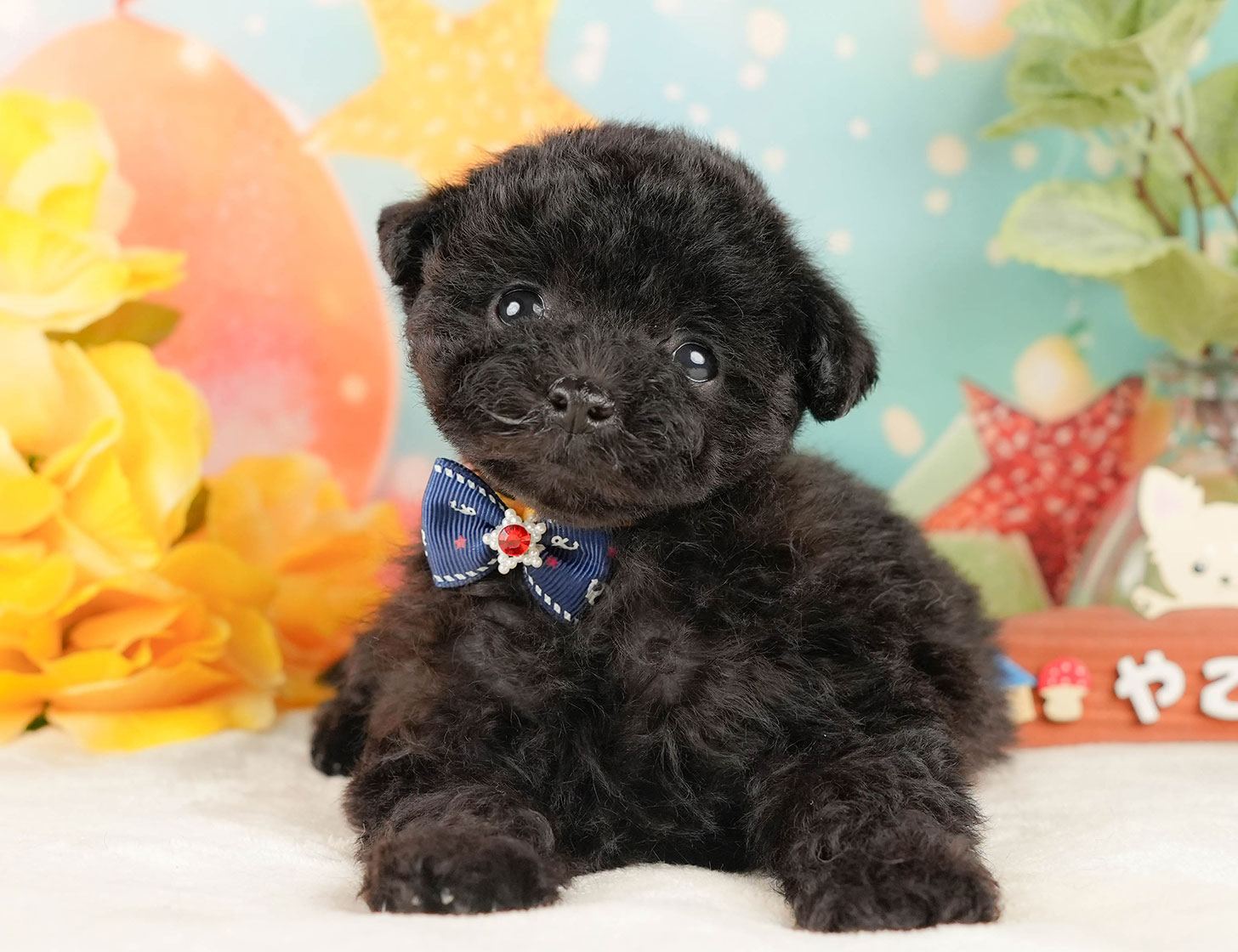 トイ・プードル | 男の子 | ブラック | 2025年10月17日