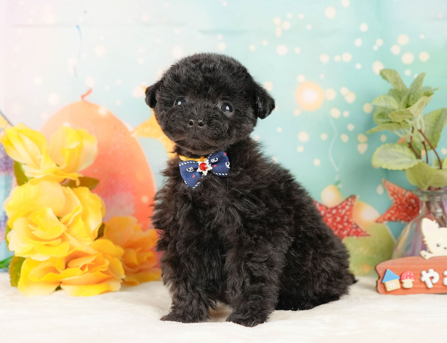 トイ・プードル | 男の子 | ブラック | 2025年10月17日