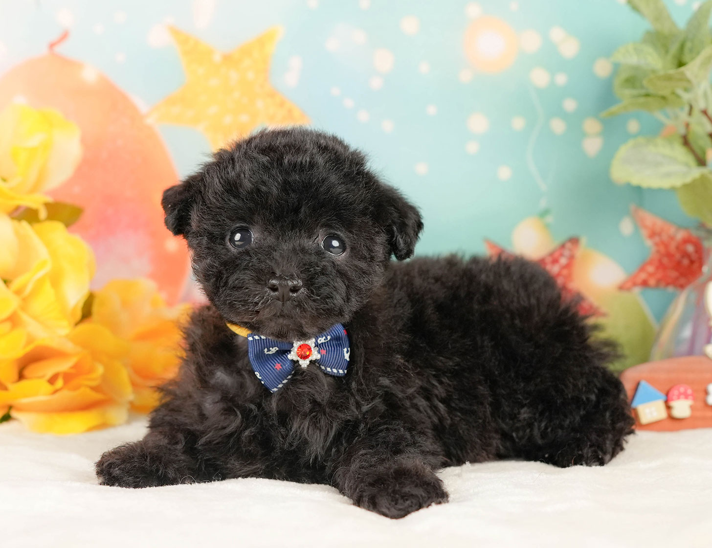 トイ・プードル | 男の子 | ブラック | 2025年10月17日