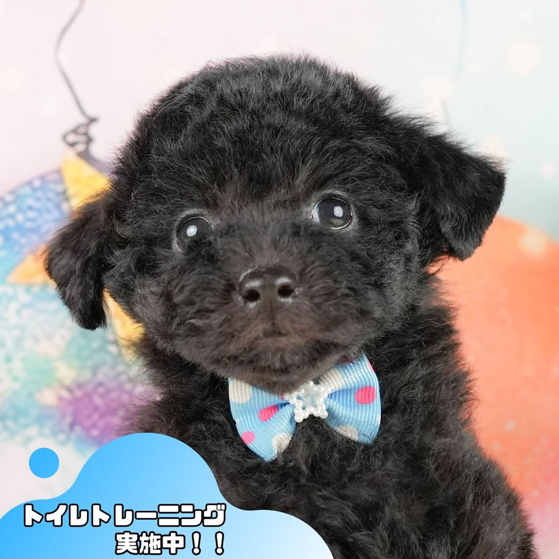 トイ・プードル | 男の子 | ブラック | 2025年10月17日