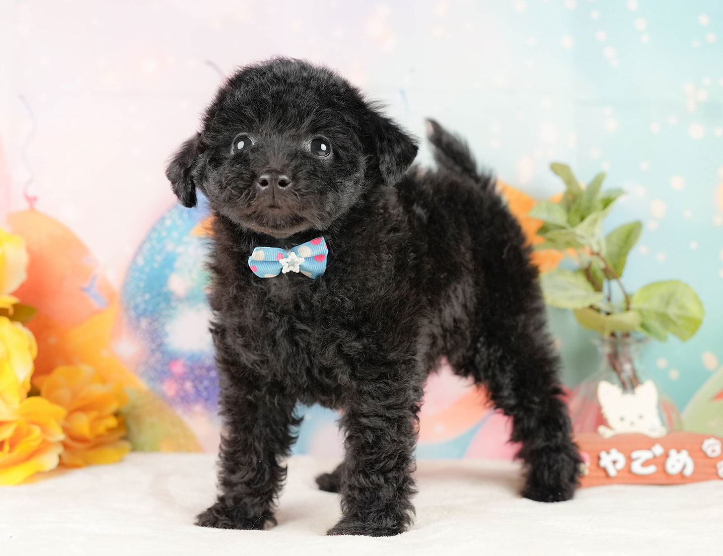 トイ・プードル | 男の子 | ブラック | 2025年10月17日