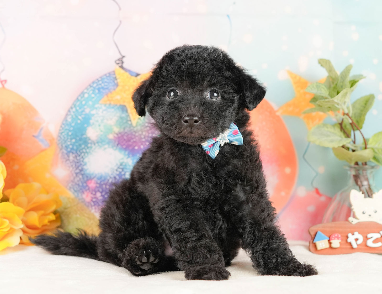 トイ・プードル | 男の子 | ブラック | 2025年10月17日