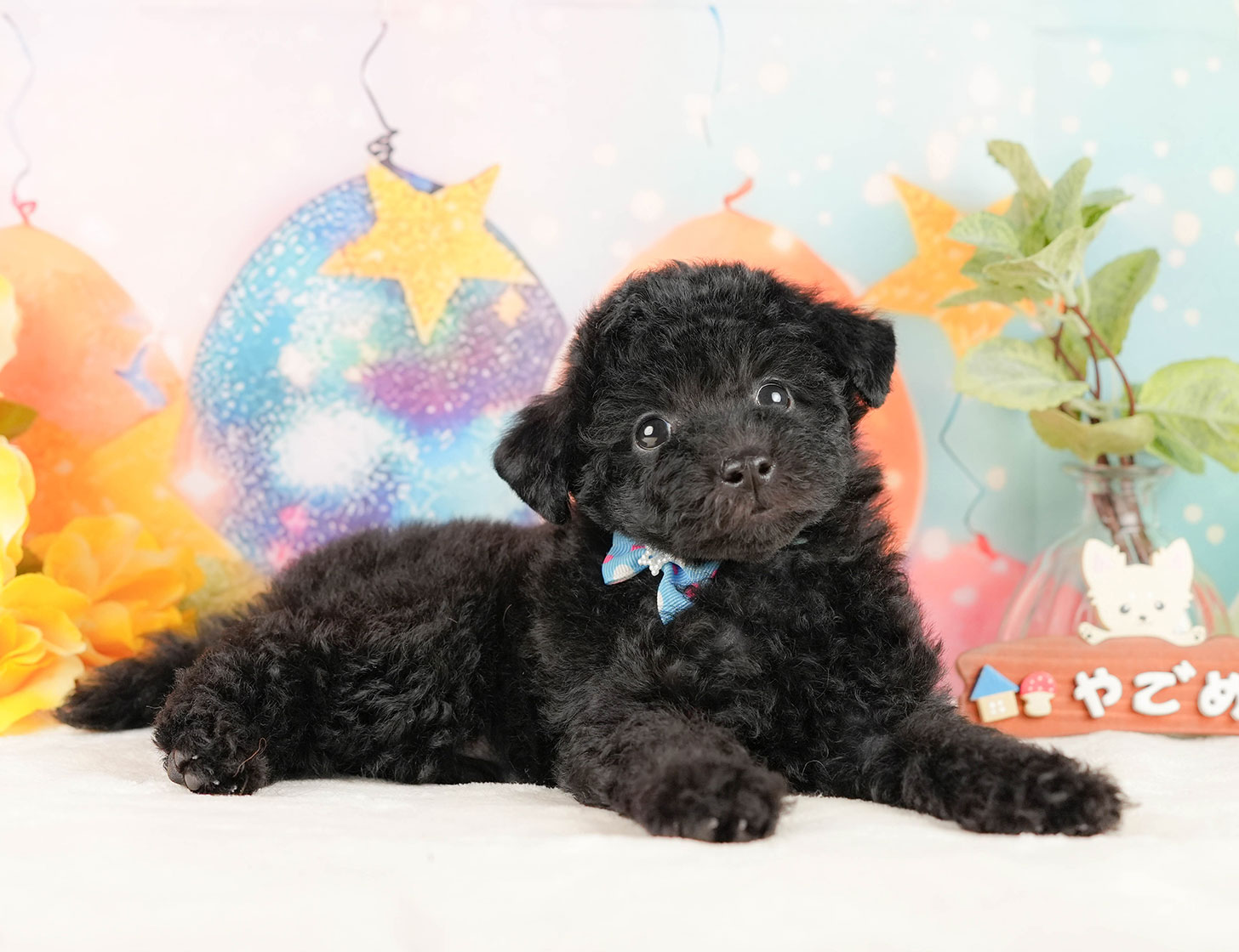 トイ・プードル | 男の子 | ブラック | 2025年10月17日