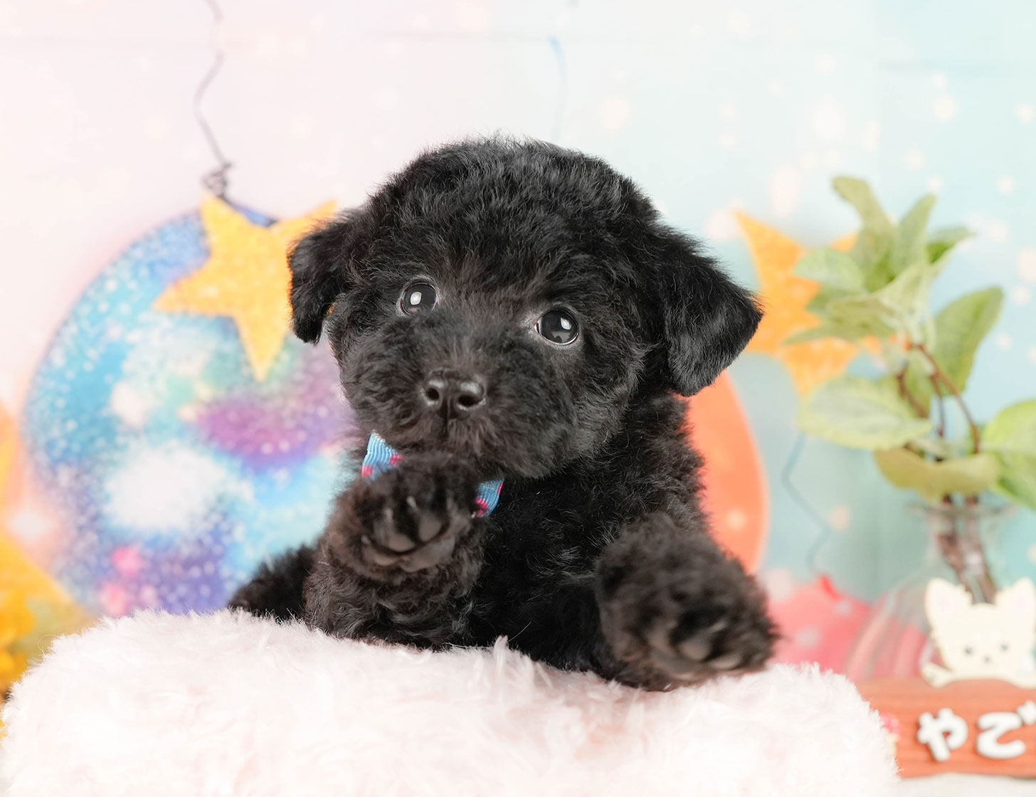 トイ・プードル | 男の子 | ブラック | 2025年10月17日