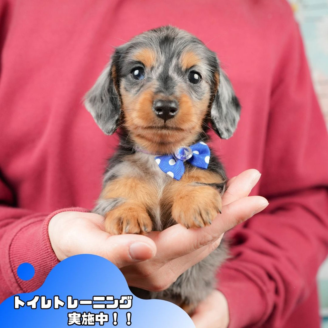 ミニチュア・ダックスフンド(ロング) | 男の子 | シルバーダップル | 2025年10月18日