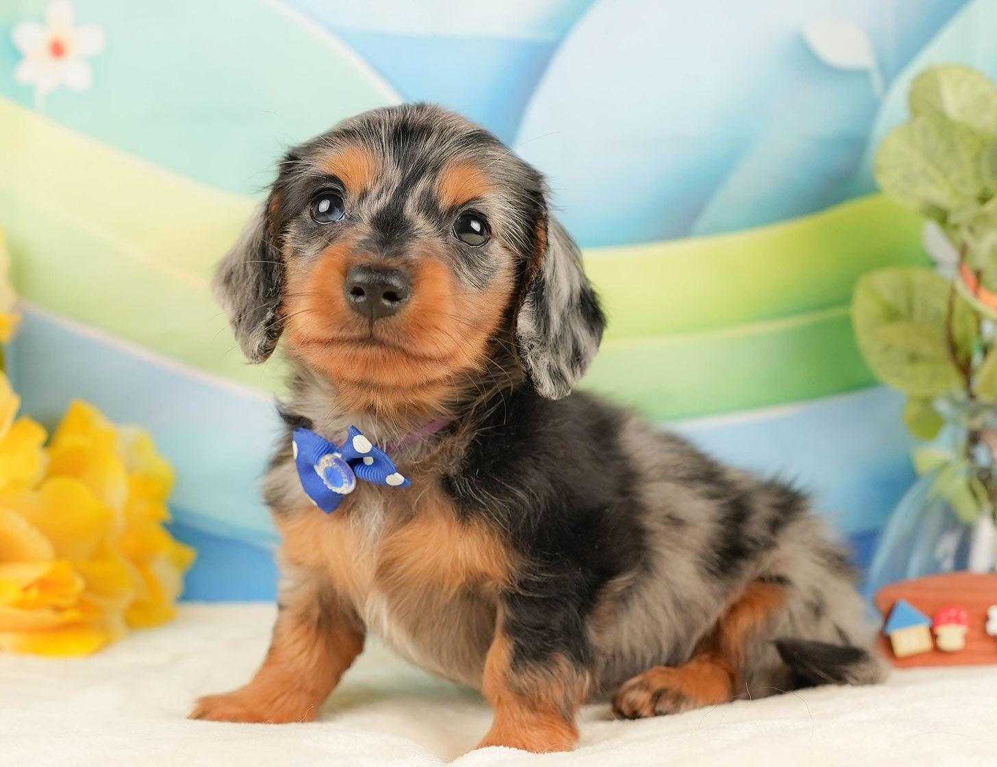 ミニチュア・ダックスフンド(ロング) | 男の子 | シルバーダップル | 2025年10月18日