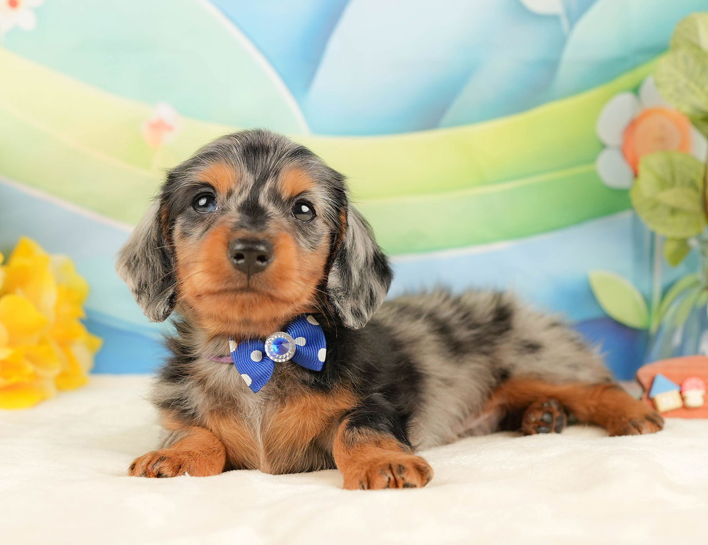 ミニチュア・ダックスフンド(ロング) | 男の子 | シルバーダップル | 2025年10月18日