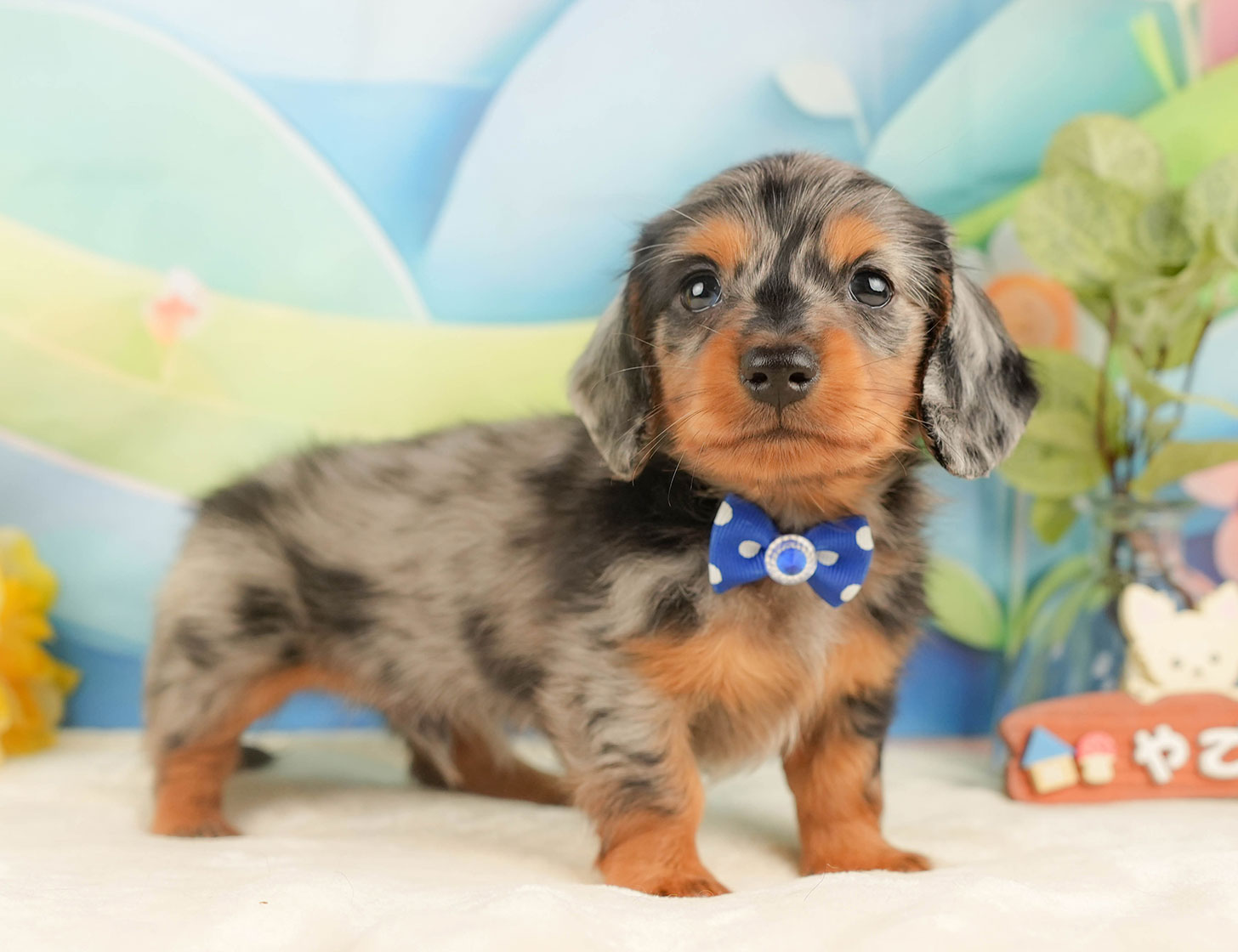 ミニチュア・ダックスフンド(ロング) | 男の子 | シルバーダップル | 2025年10月18日