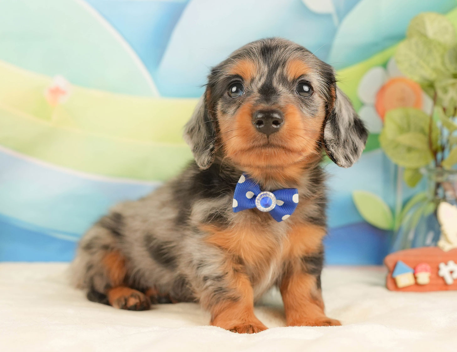 ミニチュア・ダックスフンド(ロング) | 男の子 | シルバーダップル | 2025年10月18日