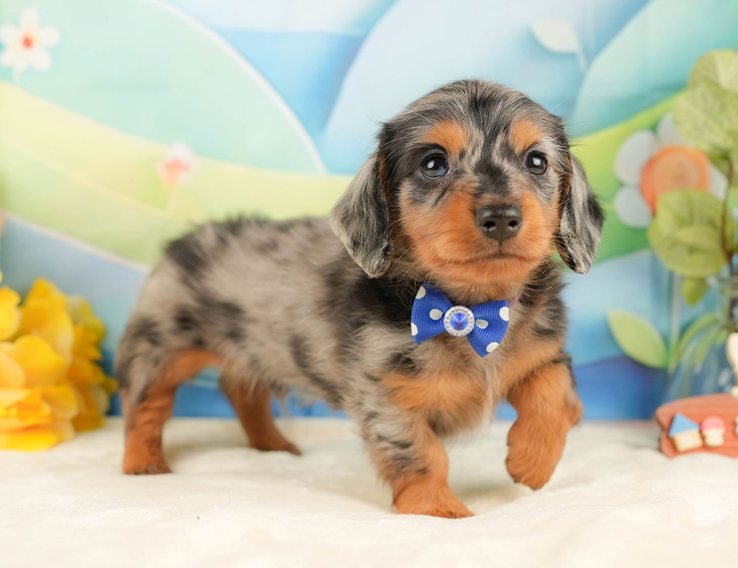 ミニチュア・ダックスフンド(ロング) | 男の子 | シルバーダップル | 2025年10月18日