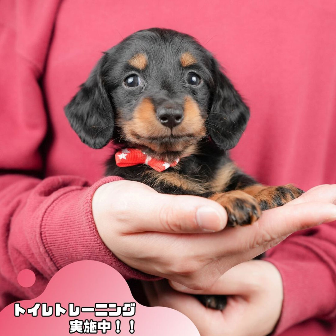 ミニチュア・ダックスフンド(ロング) | 女の子 | ブラック＆タン | 2025年10月18日