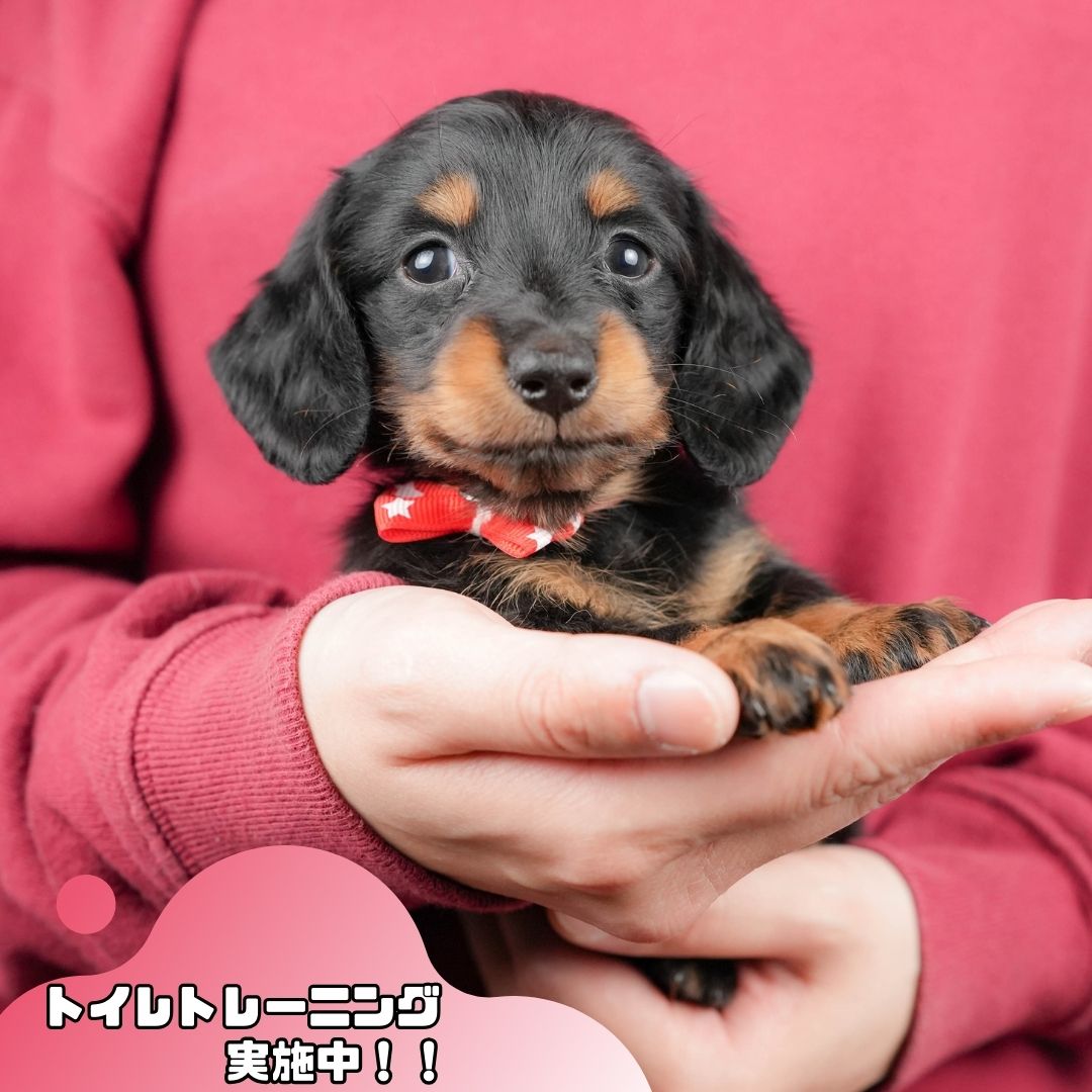 ミニチュア・ダックスフンド(ロング) | 女の子 | ブラック＆タン | 2025年10月18日