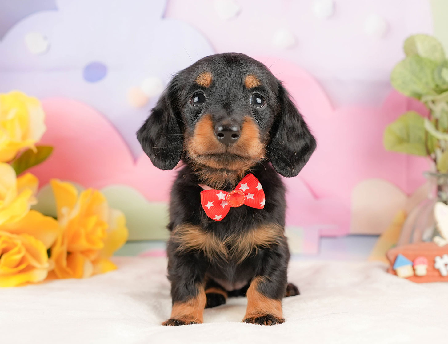 ミニチュア・ダックスフンド(ロング) | 女の子 | ブラック&タン | 2025年10月18日