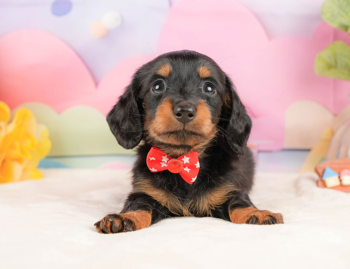 ミニチュア・ダックスフンド(ロング) | 女の子 | ブラック&タン | 2025年10月18日