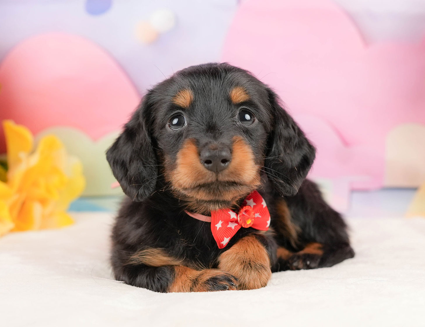 ミニチュア・ダックスフンド(ロング) | 女の子 | ブラック&タン | 2025年10月18日