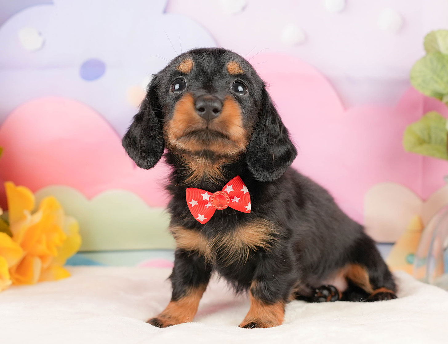 ミニチュア・ダックスフンド(ロング) | 女の子 | ブラック&タン | 2025年10月18日