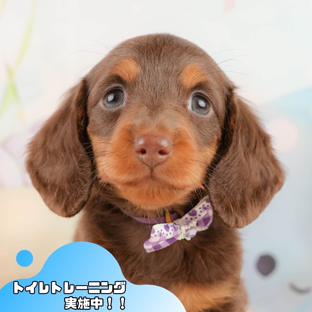 ミニチュア・ダックスフンド(ロング) | 女の子 | チョコレート＆タン | 2025年10月18日