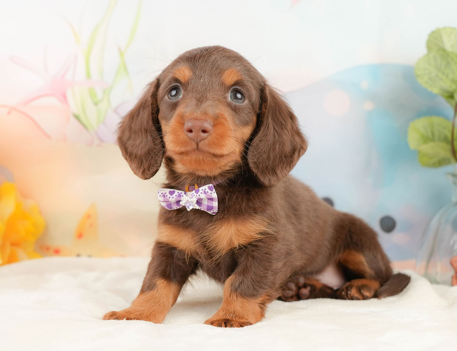 ミニチュア・ダックスフンド(ロング) | 女の子 | チョコレート＆タン | 2025年10月18日