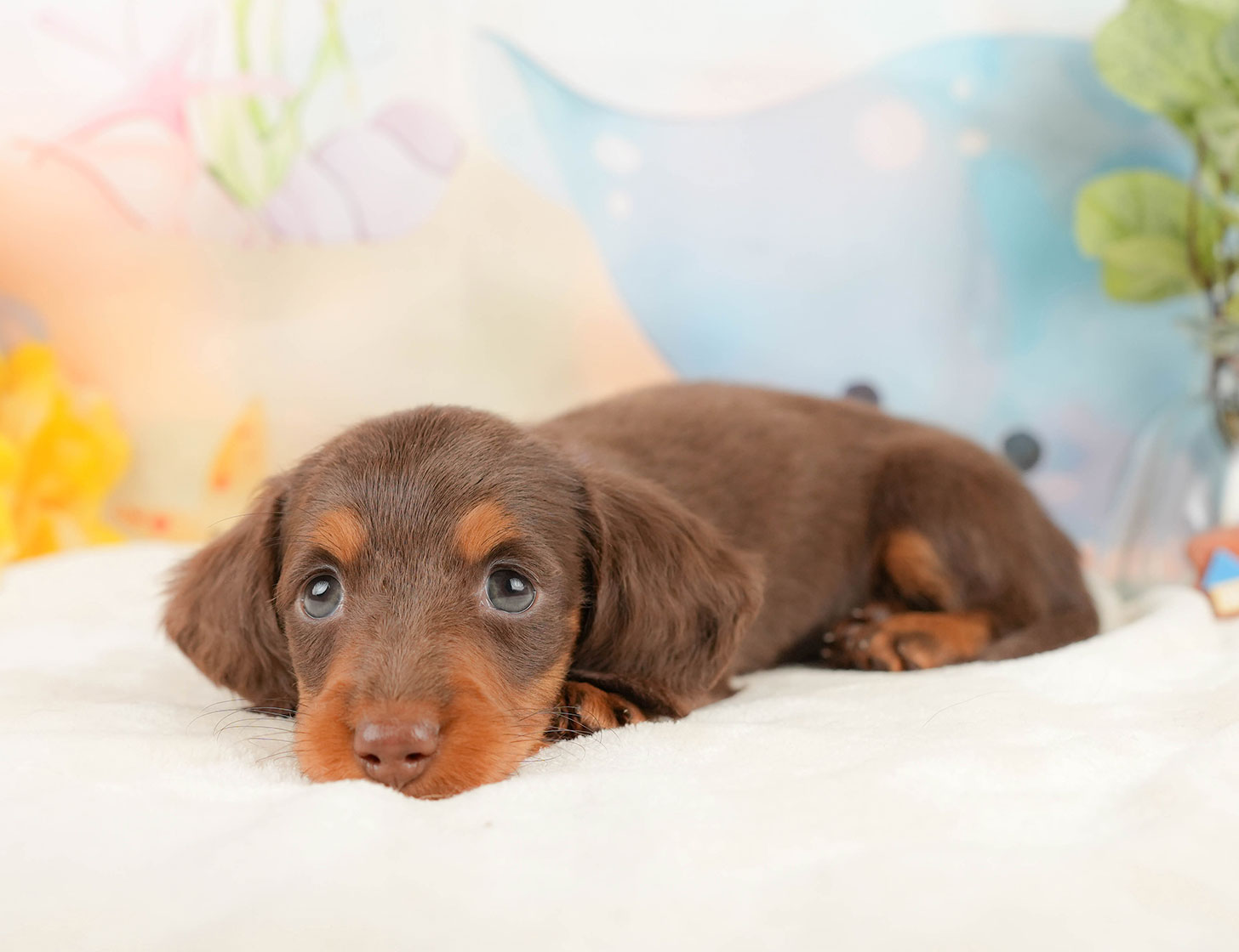 ミニチュア・ダックスフンド(ロング) | 女の子 | チョコレート＆タン | 2025年10月18日