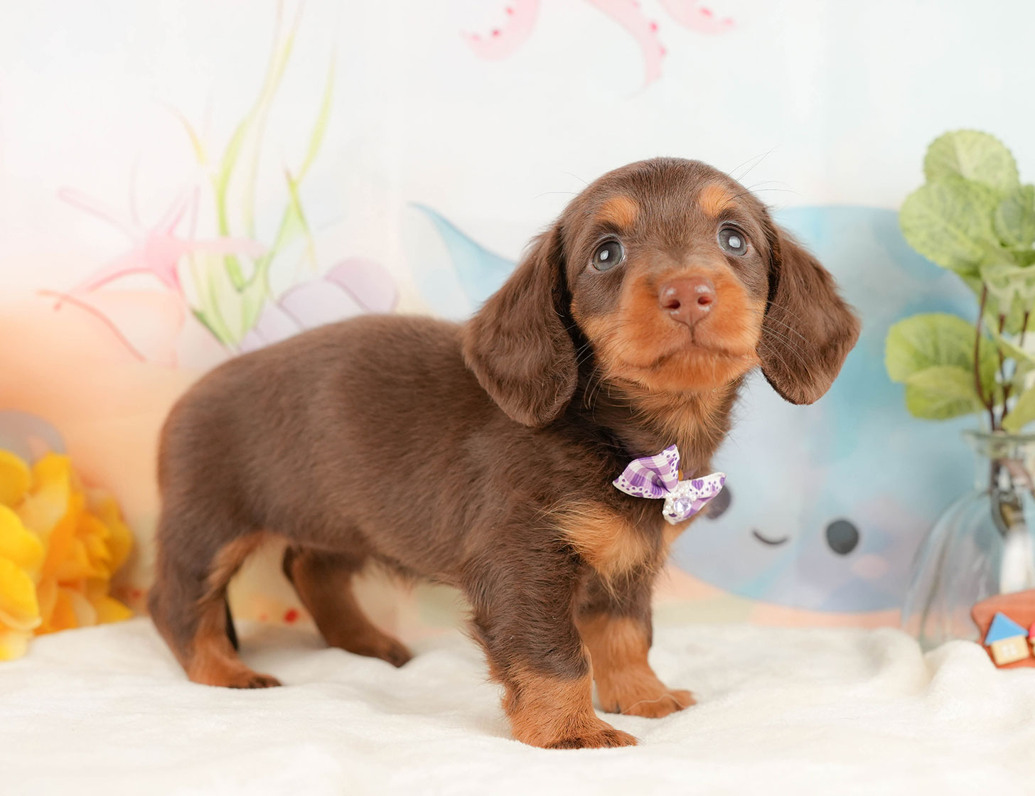 ミニチュア・ダックスフンド(ロング) | 女の子 | チョコレート＆タン | 2025年10月18日