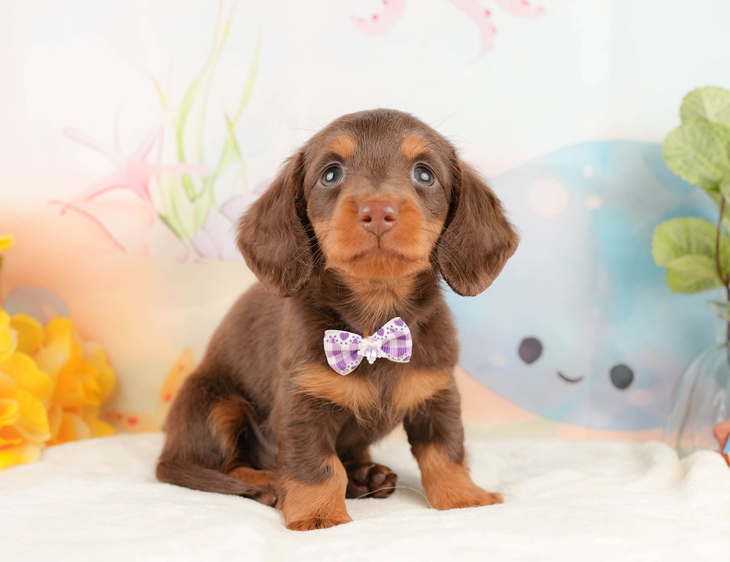 ミニチュア・ダックスフンド(ロング) | 女の子 | チョコレート＆タン | 2025年10月18日